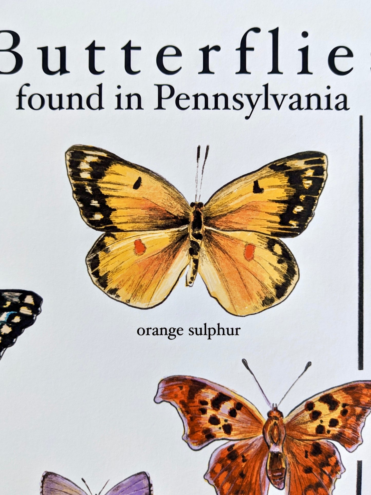 "Found in PA" - 13x19 Digital Art Print